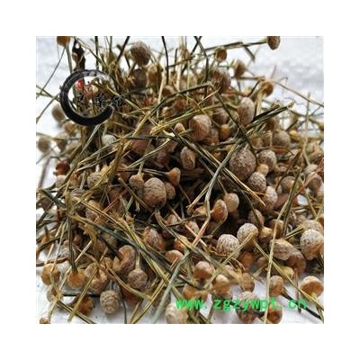 谷精草选货挖耳朵草、珍珠草 药典标准 地道良药馆1000克直销