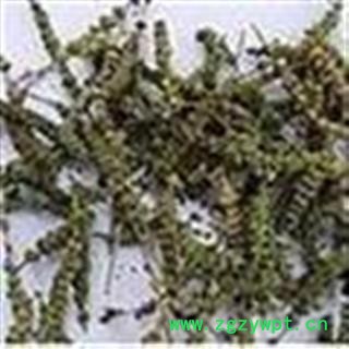 荆芥穗 统 产地 河北省保定市安国市图2