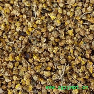 野菊花 统 产地 湖南省图3