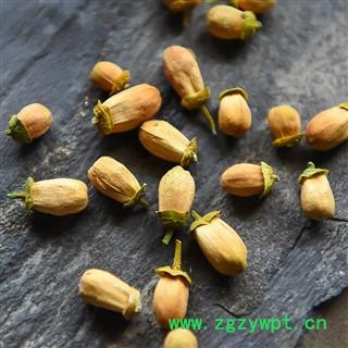 柚子花 柚子花 橙花 非玳玳花 代代花图2