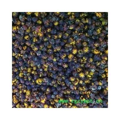 圣草康园雪菊 雪菊茄  （未开雪菊）原色无硫