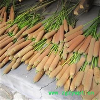 芝春堂 中药材批发 蒲黄棒 水蜡烛 还有蒲黄炭 蒲黄根 产地东北 支持验货图2