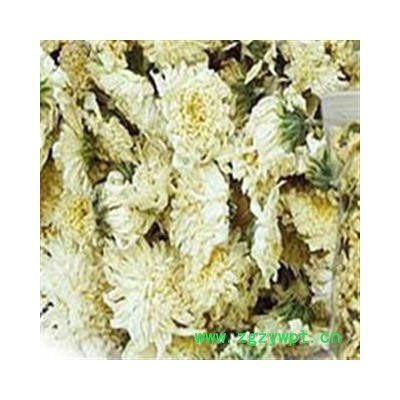 吉康药业 七月菊 七月花 新货