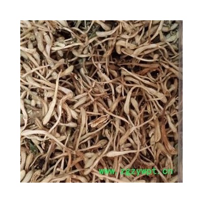 金银花 金银花白花统货 产地 河南省