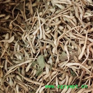 金银花 金银花白花统货 产地 河南省图2