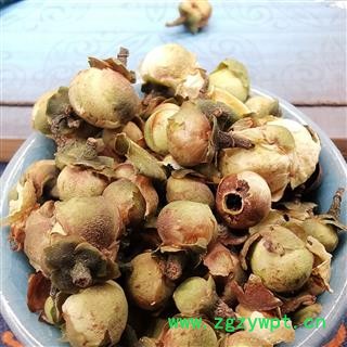 圣草康园山茶花茶用 雪莲花茶 天山雪莲花 雪梅花 山茶花量大从优图2