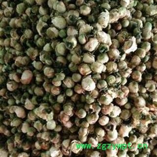 圣草康园山茶花茶用 雪莲花茶 天山雪莲花 雪梅花 山茶花量大从优图3