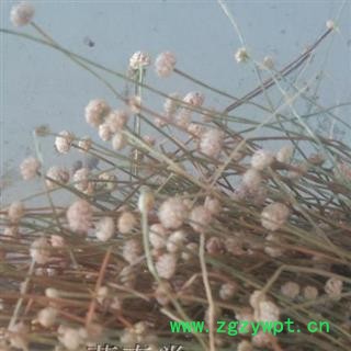 圣草康园中药材谷精珠 珠货图2