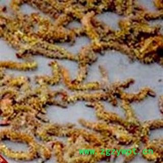 圣草康园杨树花  梧树芒 杨树吊 杨树须 杨树絮 杨絮 杨树花 毛白杨花絮 大叶杨花絮图2