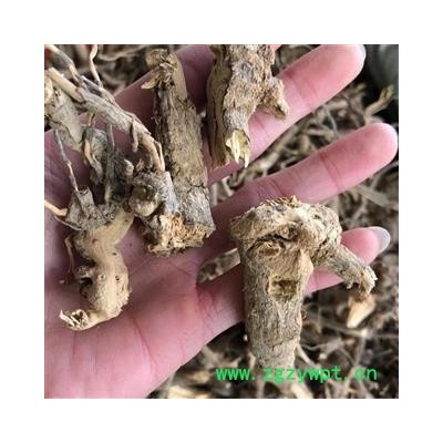 山白芷 羊耳菊 毛柴胡 白牛胆 全根 羊耳菊根 大力王 猪耳风 羊耳风 白面风根 重在品质吉康药业