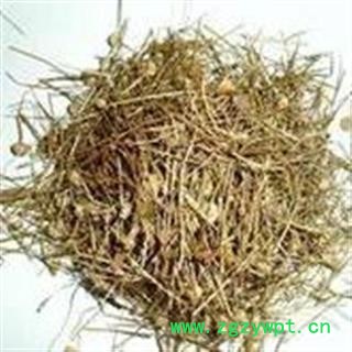 圣草康园中药材谷精草 耳朵刷子、挖耳朵草、珍珠草、鼓槌草、衣钮草、谷精珠图2