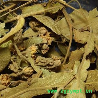 圣草康园椴树花 叶上果 滚筒树根 千层皮 青科榔图2