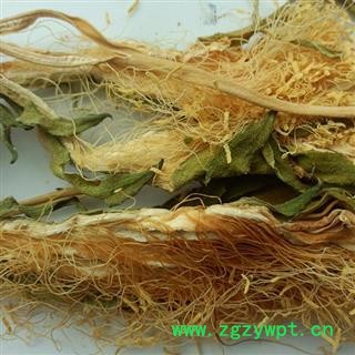 圣草康园中药材霸王花 量天尺花  昙花 剑花 七星花 韦陀花 龙骨花 七星剑花