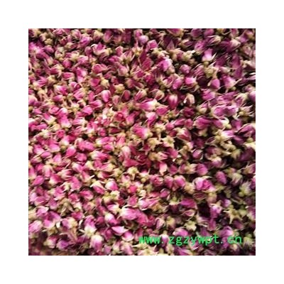 玫瑰花 甘肃苦水玫瑰王 产地 甘肃省