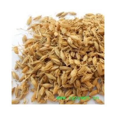 麦芽 炒麦芽 麦芽统货 产地 山东省