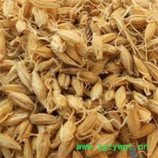 麦芽 炒麦芽 麦芽统货 产地 山东省图3