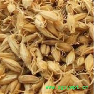 麦芽 炒麦芽 麦芽统货 产地 山东省图2