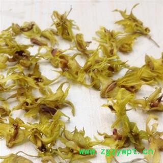 圣草康园铁皮石斛花，浙江乐清石斛花图2