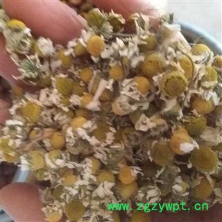 圣草康园新货 洋甘菊 155元/公斤 实体店有售图2