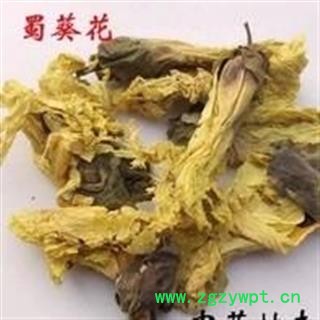 圣草康园黄蜀葵花 侧金盏花图2