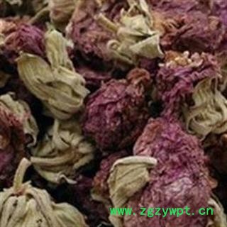 圣草康园无硫芙蓉 芙蓉花地芙蓉图2