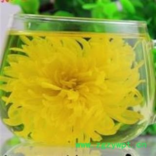 吉康药业菊花 皇菊花  皇菊图2