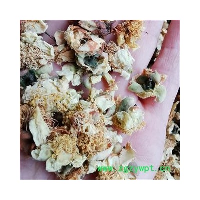 吉康药业吉康药业 山茶花 山茶花茶 雪梅花天山雪莲花