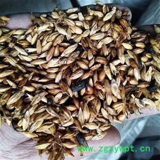新到清炒麦芽，发芽率一般价格便宜发货前过筛干净无杂质图4