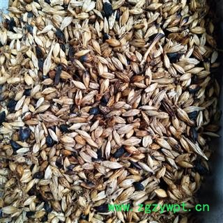 新到清炒麦芽，发芽率一般价格便宜发货前过筛干净无杂质图3