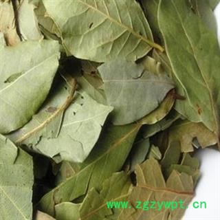 圣草康园 丁香叶 紫丁香叶 药用非调料香叶 非石楠叶图2