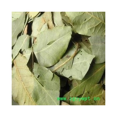 圣草康园 丁香叶 紫丁香叶 药用非调料香叶 非石楠叶