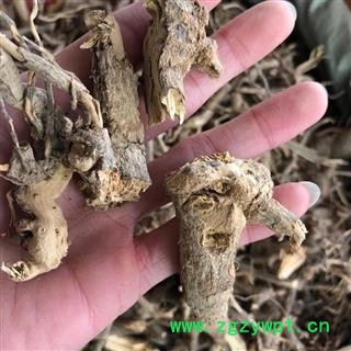 白牛胆山白芷 羊耳菊羊耳菊根 全根 毛柴胡 小茅香  统 产地 广西