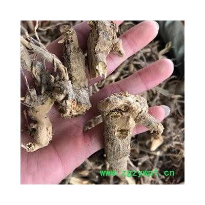 白牛胆山白芷 羊耳菊羊耳菊根 全根 毛柴胡 小茅香  统 产地 广西