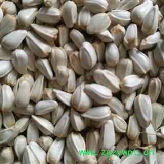 红花 红花籽 红花子 产地 新疆维吾尔自治区图2