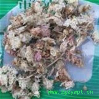 圣草康园产地直销菊花 纯干货  菊花炭 河北安国图2