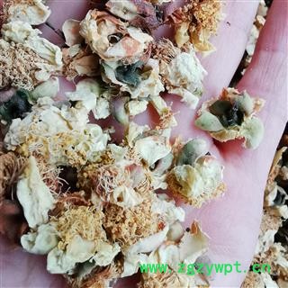 圣草康园山茶花 山茶花大花非花苞 雪梅花天山雪莲花