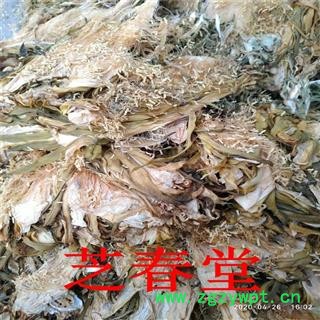 霸王花  剑花 七星剑花 霸王鞭 量天尺 风雨花 干净无杂 一件代发图4