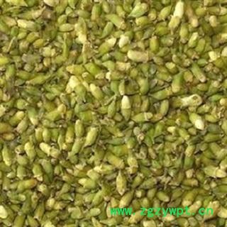槐米 选 批发零售各种规格中药材 花茶 籽粒仁 产地 亳州图3