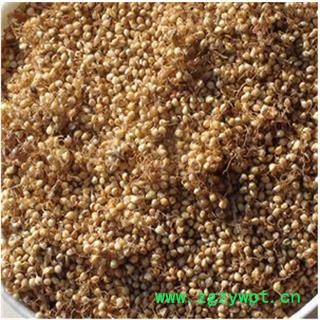 谷芽   统 产地 山东省图2