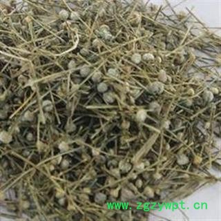 谷精草 选 批发中药材 花茶矿石 产地  安徽图3