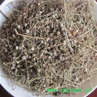 谷精草 选 批发中药材 花茶矿石 产地  安徽图2