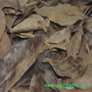 中药材 南烛叶 乌饭树叶  益精气 强筋骨 库存2000公斤图2