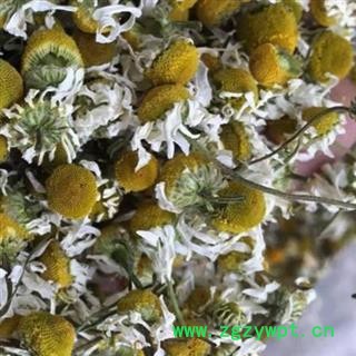 吉康药业新货 洋甘菊 158元/公斤 实体店有售图2