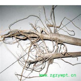 棉花根 统 产地 新疆维吾尔自治区 批发各种冷背中草药个子图2