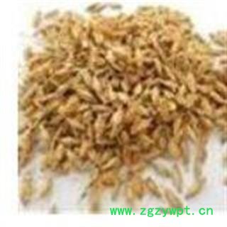 新到生麦芽发芽率一般货，价格便宜发货前过筛干净无杂质图2