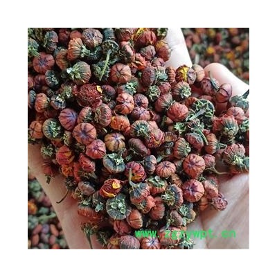 雪菊 昆仑雪菊 产地 新疆维吾尔自治区