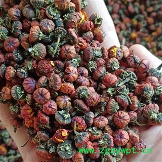 雪菊 昆仑雪菊 产地 新疆维吾尔自治区图2