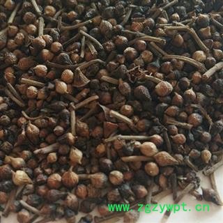 圣草康园水翁花 水雍花、大蛇药图2