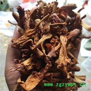 圣草康园凌霄花  烘干 紫葳 红花倒水莲 倒挂金钟 上树龙 堕胎花 藤萝花图2