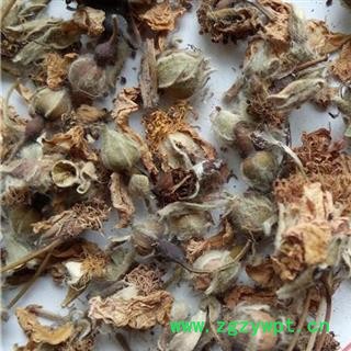 圣草康园 蔷薇花 白残花 多花蔷薇 蔷蘼刺玫图2